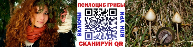 купить  цена  Рудня  Галлюциногенные грибы Cubensis 